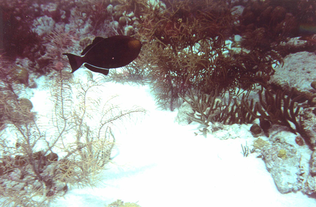 blackfish