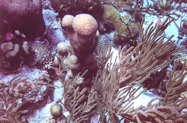 fuzzycoral