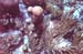 fuzzycoral